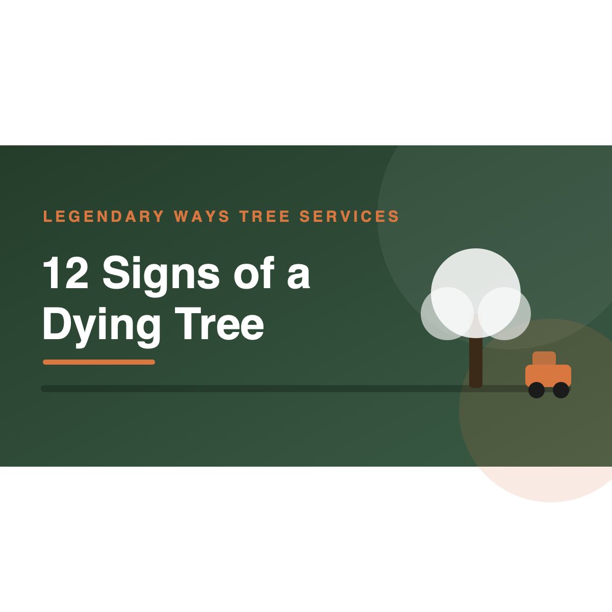 Signs of a dying tree including dead limbs and trunk fungus