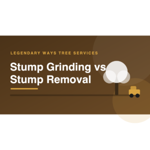 Stump grinding vs stump removal comparison of both methods
